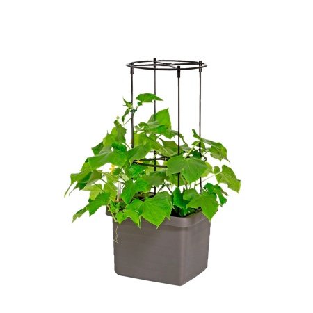 Pindstrup espalier t/selvvand.