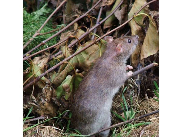 Ryom ultralydskræmmer 50m2