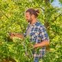 GARDENA PremiumCut Pro Flex beskærersaks. Miljøbilledet viser produktets beskæring af grene.