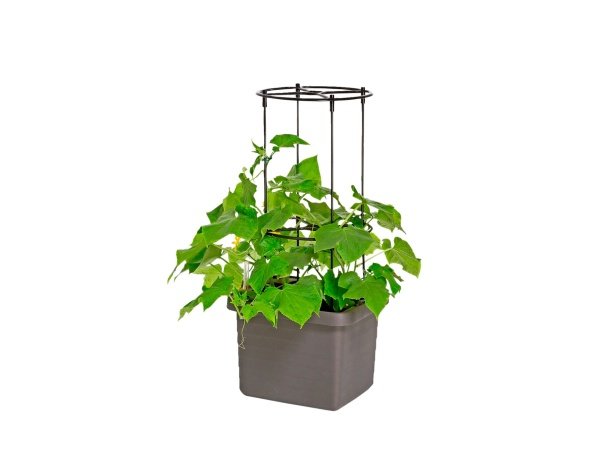 Pindstrup espalier t/selvvand.