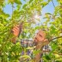 GARDENA PremiumCut Pro Flex beskærersaks. Miljøbilledet viser produktet i brug.