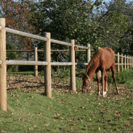 NSH ridebanehegn tryk. 40mtr NSH ridebanehegn tryk. 40mtr