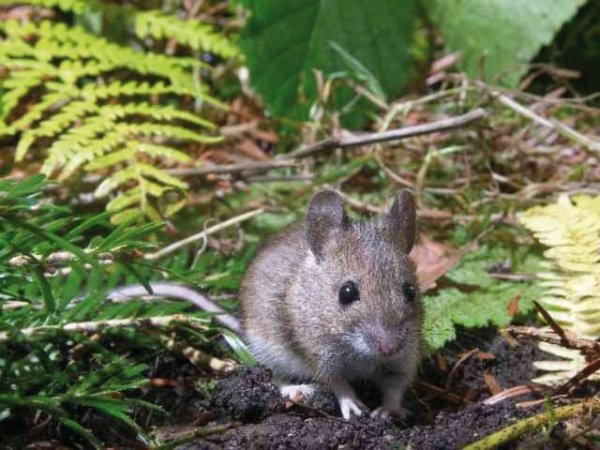 Ryom ultralydskræmmer 50m2