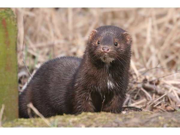 Ryom ultralydsskræmmer 200m2