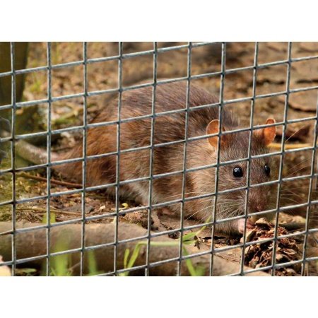 Ryom volieretråd/gnaverstop