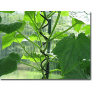 Juliana plantespiraler Juliana plantespiraler