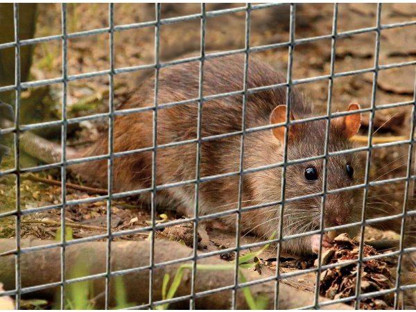 Ryom volieretråd/gnaverstop