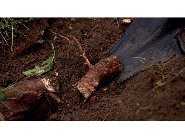 Freund rodspade. Produkt vises 